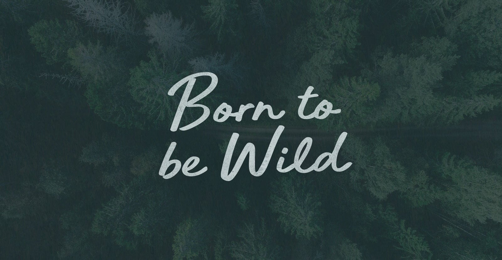 Daily Motion Handwritten Brush Script Font - BLKBK Type - Hand Drawn Script Font