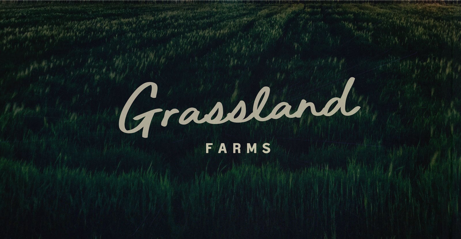 Daily Motion Handwritten Brush Script Font - BLKBK Type - Hand Drawn Script Font